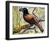 Helmet Vanga (Euryceros Prevostii), Vangidae-null-Framed Giclee Print