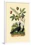 Helmeted Curassow, 1833-39-null-Framed Giclee Print