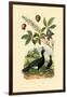 Helmeted Curassow, 1833-39-null-Framed Giclee Print