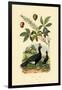 Helmeted Curassow, 1833-39-null-Framed Giclee Print