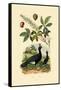 Helmeted Curassow, 1833-39-null-Framed Stretched Canvas