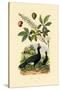 Helmeted Curassow, 1833-39-null-Stretched Canvas