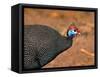 Helmeted Guinea Fowl, Kenya-Charles Sleicher-Framed Stretched Canvas