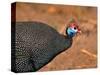 Helmeted Guinea Fowl, Kenya-Charles Sleicher-Stretched Canvas