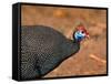 Helmeted Guinea Fowl, Kenya-Charles Sleicher-Framed Stretched Canvas