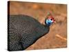 Helmeted Guinea Fowl, Kenya-Charles Sleicher-Stretched Canvas