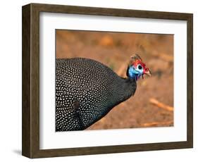 Helmeted Guinea Fowl, Kenya-Charles Sleicher-Framed Photographic Print