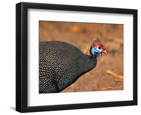 Helmeted Guinea Fowl, Kenya-Charles Sleicher-Framed Photographic Print