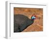 Helmeted Guinea Fowl, Kenya-Charles Sleicher-Framed Photographic Print