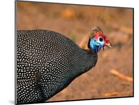 Helmeted Guinea Fowl, Kenya-Charles Sleicher-Mounted Photographic Print