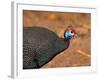 Helmeted Guinea Fowl, Kenya-Charles Sleicher-Framed Photographic Print