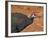 Helmeted Guinea Fowl, Kenya-Charles Sleicher-Framed Photographic Print