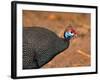 Helmeted Guinea Fowl, Kenya-Charles Sleicher-Framed Photographic Print