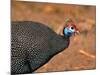 Helmeted Guinea Fowl, Kenya-Charles Sleicher-Mounted Photographic Print