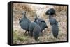 Helmeted guineafowl, Maasai Mara National Reserve, Kenya-Nico Tondini-Framed Stretched Canvas