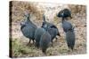 Helmeted guineafowl, Maasai Mara National Reserve, Kenya-Nico Tondini-Stretched Canvas