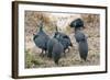 Helmeted guineafowl, Maasai Mara National Reserve, Kenya-Nico Tondini-Framed Photographic Print