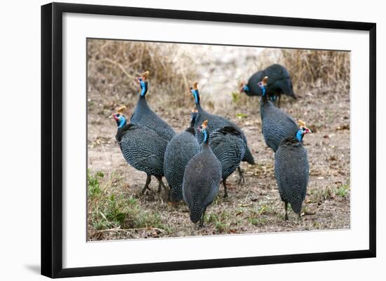 Helmeted guineafowl, Maasai Mara National Reserve, Kenya-Nico Tondini-Framed Photographic Print