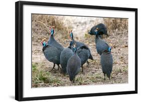 Helmeted guineafowl, Maasai Mara National Reserve, Kenya-Nico Tondini-Framed Photographic Print