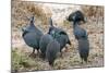 Helmeted guineafowl, Maasai Mara National Reserve, Kenya-Nico Tondini-Mounted Photographic Print