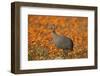 Helmeted guineafowl (Numida meleagris) among orange wildflowers, Namaqualand daisies and glossy-eye-James Hager-Framed Photographic Print