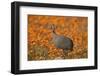 Helmeted guineafowl (Numida meleagris) among orange wildflowers, Namaqualand daisies and glossy-eye-James Hager-Framed Photographic Print