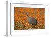 Helmeted guineafowl (Numida meleagris) among orange wildflowers, Namaqualand daisies and glossy-eye-James Hager-Framed Photographic Print