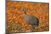 Helmeted guineafowl (Numida meleagris) among orange wildflowers, Namaqualand daisies and glossy-eye-James Hager-Mounted Photographic Print