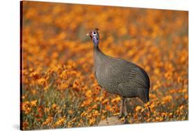 Helmeted guineafowl (Numida meleagris) among orange wildflowers, Namaqualand daisies and glossy-eye-James Hager-Stretched Canvas