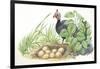 Helmeted Guineafowl Numida Meleagris at Nest with Eggs-null-Framed Giclee Print
