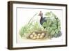 Helmeted Guineafowl Numida Meleagris at Nest with Eggs-null-Framed Giclee Print