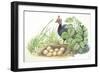 Helmeted Guineafowl Numida Meleagris at Nest with Eggs-null-Framed Giclee Print