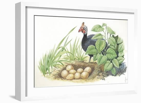 Helmeted Guineafowl Numida Meleagris at Nest with Eggs-null-Framed Giclee Print
