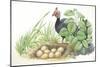 Helmeted Guineafowl Numida Meleagris at Nest with Eggs-null-Mounted Giclee Print