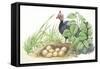 Helmeted Guineafowl Numida Meleagris at Nest with Eggs-null-Framed Stretched Canvas