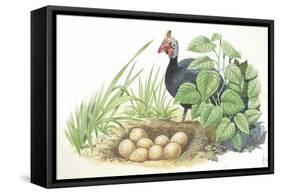 Helmeted Guineafowl Numida Meleagris at Nest with Eggs-null-Framed Stretched Canvas