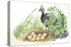 Helmeted Guineafowl Numida Meleagris at Nest with Eggs-null-Stretched Canvas