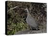 Helmeted Guineafowl (Numida Meleagris), Serengeti National Park, Tanzania, East Africa, Africa-James Hager-Stretched Canvas