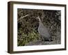 Helmeted Guineafowl (Numida Meleagris), Serengeti National Park, Tanzania, East Africa, Africa-James Hager-Framed Photographic Print