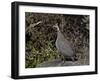 Helmeted Guineafowl (Numida Meleagris), Serengeti National Park, Tanzania, East Africa, Africa-James Hager-Framed Photographic Print