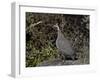 Helmeted Guineafowl (Numida Meleagris), Serengeti National Park, Tanzania, East Africa, Africa-James Hager-Framed Photographic Print