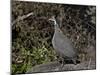 Helmeted Guineafowl (Numida Meleagris), Serengeti National Park, Tanzania, East Africa, Africa-James Hager-Mounted Photographic Print