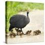 Helmeted guineafowl (Numida meleagris) with keets, Serengeti National Park, Namibia, Africa-Panoramic Images-Stretched Canvas