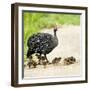 Helmeted guineafowl (Numida meleagris) with keets, Serengeti National Park, Namibia, Africa-Panoramic Images-Framed Photographic Print