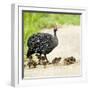 Helmeted guineafowl (Numida meleagris) with keets, Serengeti National Park, Namibia, Africa-Panoramic Images-Framed Photographic Print