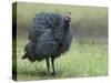 Helmeted Guineafowl Portrait with Feather Fluffed Up, Tanzania-Edwin Giesbers-Stretched Canvas