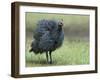Helmeted Guineafowl Portrait with Feather Fluffed Up, Tanzania-Edwin Giesbers-Framed Photographic Print