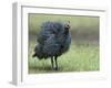 Helmeted Guineafowl Portrait with Feather Fluffed Up, Tanzania-Edwin Giesbers-Framed Photographic Print