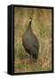 Helmeted Guineafowl-Joe McDonald-Framed Stretched Canvas