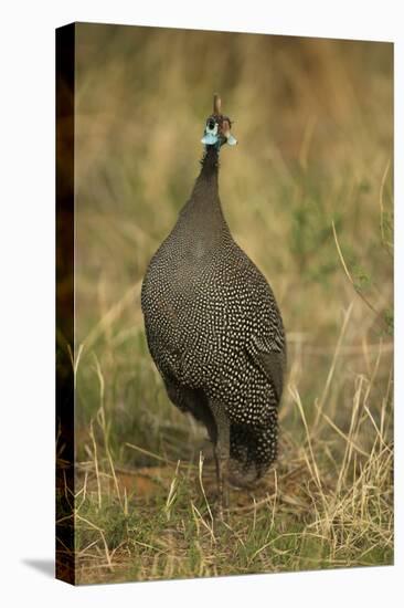 Helmeted Guineafowl-Joe McDonald-Stretched Canvas